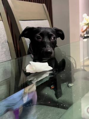 A post by @soyandreaalv on TikTok caption: #dogsoftiktok 