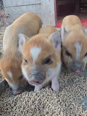 A post by @ali_just_jiggin on TikTok caption: listen to the sweet sounds of piglets enjoying their breakfast #pig #piglet #farming #asmr #cuteanimals 