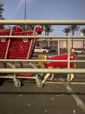 A post by @chrisgomeez on TikTok caption: Target Cart Dog Costume #dogsoftiktok #target #halloweencostume 