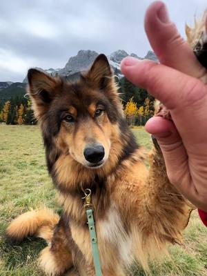 A post by @wanderwithwillow on TikTok caption: At Fairmont Banff Springs, we found more than just a getaway; we discovered a slice of home in the heart of the mountains. With our dogs by our side exploring the trails and the fresh air filling our lungs, every moment felt like we were right where we were supposed to be. This adventure was more than just a getaway, it has a special energy that wrapped around us, reminding us of the depths of our connection to the earth and the peace that Banff brings. To top it all off, the dining experiences were just as memorable, and some of the best food we have had in a long time.  @Fairmont Banff Springs @Fairmont Hotels & Resorts  #BanffSprings #ThisisCanada #AdventureHere #banff #canada #travelwithdogs #dogsthathike #dogfriendly #explore #dogsoftiktok #canada_life🇨🇦 #banffnationalpark