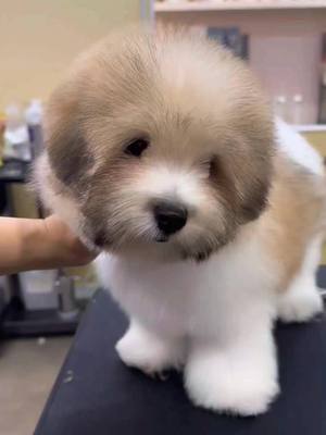 A post by @dimong_la on TikTok caption: Can you think of a cuter dog? 🥺  #fypシ #cotondetulear #coton #viral #Love #puppy #puppytiktok 