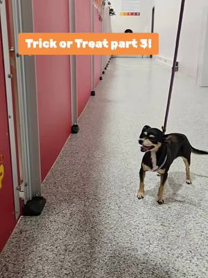 A post by @tdsspring on TikTok caption: Trick or Treat Part 3! Our pups continued their quests to obtain all the TREATS!#thedogstop #tdsspring #dogdaycare #dogsoftiktok #fyp 