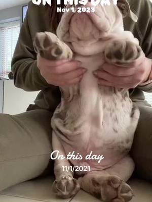 A post by @stormthebulldog on TikTok caption: #onthisday