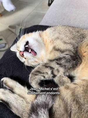 A post by @razmoetsocky on TikTok caption: Sacré Jean Mich #chatsurtiktok #humourchat #tiktokchat #chatroux 