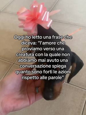 A post by @baby_effe_ on TikTok caption: Ti amo ninuccia ❤️ 🐶🌭#perteeee #foryoupage #daschund 