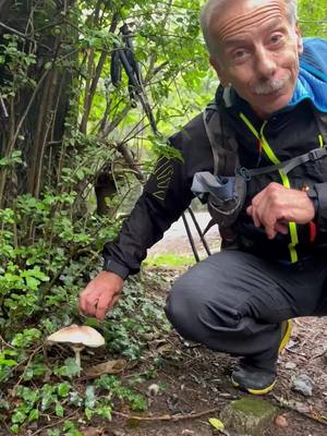 A post by @giovannistortiuff on TikTok caption: Mi raccomando, lasciamo che i funghi si moltiplichino come questa meravigliosa Mazza di Tamburo 🍄‍🟫 #giovannistorti #giova #natura #giovalovesnature #storti #sostenibilità #cibo #bosco #fungo #funghi #tamburo