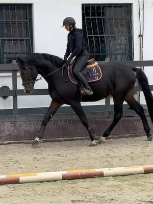 A post by @gandori on TikTok caption: Umberto & Univers & Peter (4 yo, stallions) flatwork. We practice getting the horse on the bit. #forsale ‼️ #equestrian #equestrianlife #showjumping #showjumper #showjumpinghorse #flatwork #younghorse #training #dressage horses by: @ZOLTÁN MEDGYESI 