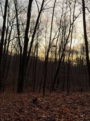 A post by @ericksons_walkerhounds on TikTok caption: Beautiful morning in the woods! #nootherway #onehellofalife #bowhunting #thegreatoutdoors #wildlife #turke