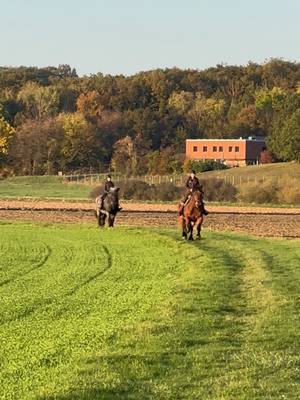 A post by @soulhorsesforlife on TikTok caption: Einmal Perspektivwechsel bitte🫶 @Julia🐺🐴 