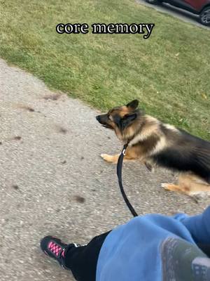 A post by @kenais.pack on TikTok caption: One of our favorite activities ❤️ #dogmom #dogmomlife #gsd #germanshepherd #germanshepherdsoftiktok 