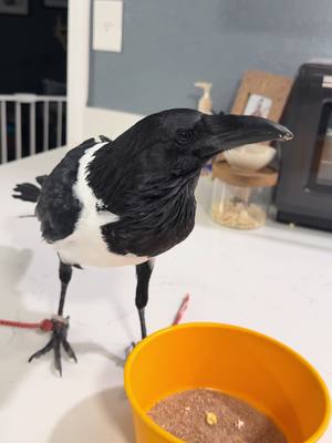 A post by @birdsoutloud on TikTok caption: Today we say good bye to Rue. Hes headed off to meet his wife and start his family! #crows #goodbye #missyou #birds 