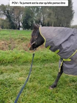 A post by @team.ginette on TikTok caption: Manger et faire sa commère >> All #horseofinsta #pureraceespagnol #horses #horseriding #iberiquehorse #horserider 