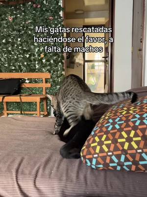 A post by @breenmeow on TikTok caption: Espero que ya esterilizándolas de les quiten las ganas 🤣😅 #quevivanlaslesbianas #gato #gatos #gatostiktok #humor #paratiiiiiiiiiiiiiiiiiiiiiiiiiiiiiii 