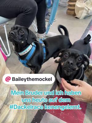 A post by @ellie_thedachshund_pug on TikTok caption: #dackelrace #dograce #dogworld #muenchen #munich #dachshund #dackel 