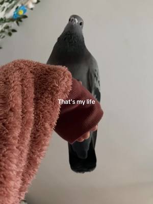 A post by @carvelcake on TikTok caption: she's so cute #CapCut #pigeon #tauben #stadttaube #petpigeon 