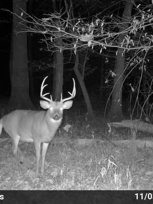 A post by @cfenn_00 on TikTok caption: I see you 👀 #whitetail #deer #trailcam 