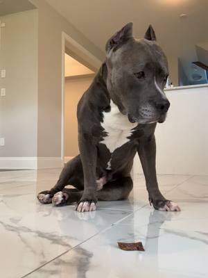 A post by @thecanadianbully on TikTok caption: I’m a good boy who waits for his treats 😇 #dogsoftiktok #dog #fyp #viral #dogs #trendingvideo #foryoupage❤️❤️ #foryoupagе 