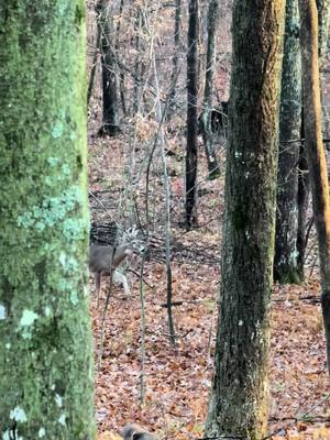 A post by @ericksons_walkerhounds on TikTok caption: Little fork #nootherway #onehellofalife #bowhunting #thegreatoutdoors #wildlife #whitetail #onthemove #whitetail 