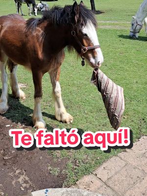 A post by @cedarcreekshiresyminis on TikTok caption: . . . . . . #cedarcreekshires #caballo #caballos #caballostiktok #clydesdale #caballoshire #shirehorse #parati #reels #viral #animal #percheron #paratii #pt #fyp #mexico #naturaleza