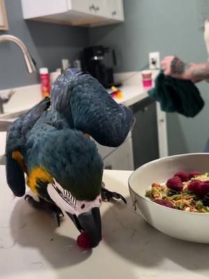 A post by @birdsoutloud on TikTok caption: Navy enjoying some raspberries. #baby #bird #cute #raspberry 