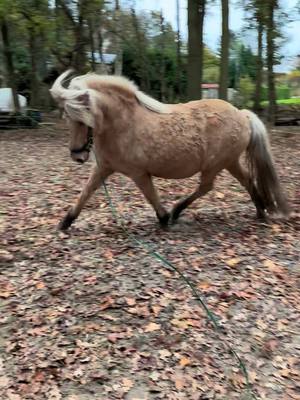 A post by @pixellponies on TikTok caption: Knapperd❤️ . #horses #horse #foryoupage #foryou #ijslander #icelandichorse 