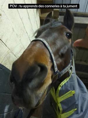 A post by @team.ginette on TikTok caption: Cette bouille 🖤 #horserider #iberiquehorse #horseriding #horses #pureraceespagnol #horseofinsta #horseofinstagram 