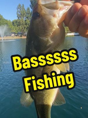 A post by @beard_basstard on TikTok caption: Bass vibes #fishingtiktoks #bassfishing #fishingvideos #vibes #fishtok #ponds 