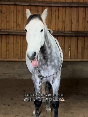 A post by @ah.fotografie on TikTok caption: Wie oft die Woche findet ihr es ok euer Pferd zu reiten?🤔🙈 #horse #foryou #equestrian #fyp #HorseRiding #connemara #connemarapony 