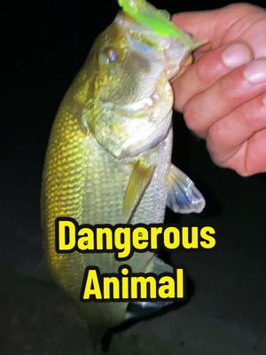 A post by @beard_basstard on TikTok caption: The most dangerous animal… #fishingvideos #fishcontent #fishingtiktoks #fishtok #nightfishing #animalplanet #sweetanimals 