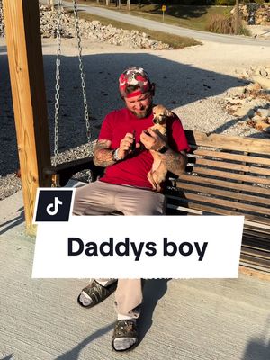 A post by @teamgibshomeontheroad on TikTok caption: He’s a daddy’s boy now 🫶🏻 Hulk + Daddy = best friends  #chiuahua #chihuahuasofinstagram #dogsofinstagram #dogs #rescue #dadsboy #husband 