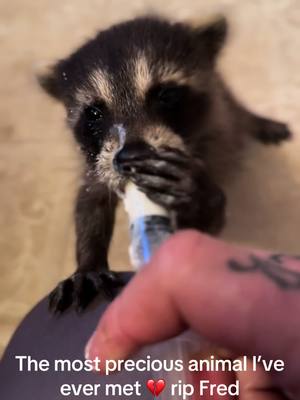 A post by @inked_goddess_ on TikTok caption: The most precious animal I’ve ever met 💔 rip Fred #peanutthesquirrel #freepnut #fyp #justiceforpnut #squirrel #fred #racoon #peanut 