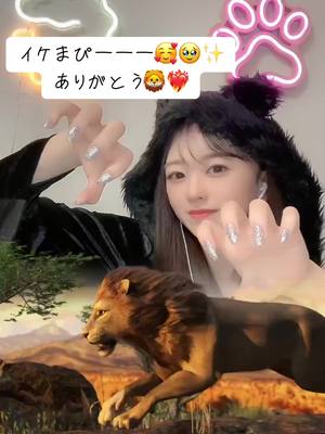 A post by @maru9130 on TikTok caption: ネイル見せてたらまぴライオンきた🦁🩷🩷🩷🩷🩷 ほんっっっとにうれしかた🦁🩷🙏🏻ありがとう⭐️ #おすすめ #いいね #fyp #配信者 