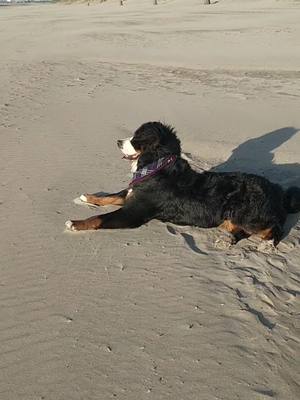 A post by @doublefluftrouble on TikTok caption: something about Berners and potatoe chips 🤔 #bernesemountaindog #bernese #doglife