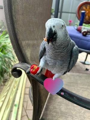 A post by @featherfriend17 on TikTok caption: R.I.P Africangrey Rocky I mis you#LIVEhighlights #TikTokLIVE #LIVE #africangrey #bird #birdsoftiktok #parrot #fyp #africangreyparrot #birdtalking #aves #lorosquehablan #africangreylover 