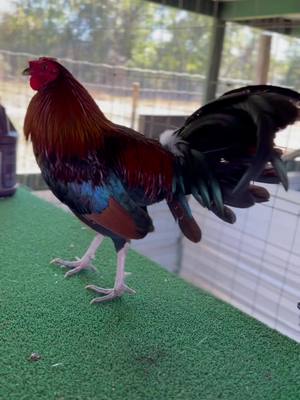 A post by @robinson_gamefarm on TikTok