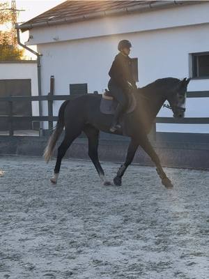 A post by @gandori on TikTok caption: Meet: PETER (James SB (Emir R) X Corrado I), 4-year-old stallion. Easy to ride, loves to jump. #FORSALE ‼️ #showjumping  #showjumper #showjumpinghorse #equestrian #equestrianlife #younghorse #training horse by: @ZOLTÁN MEDGYESI 