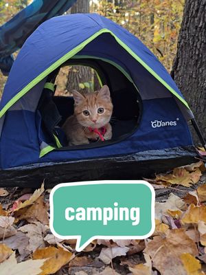 A post by @pawstojourney on TikTok caption: Camping Cat. This was technically Freya's second time camping. When we first got Freya from a cow farm, we were on a camping trip. So when we decided to adopt her, she got to come back to our campsite with us for the remainder of our camping trip.  #campingcat #adventurecat #campinglife 