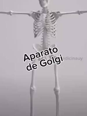 A post by @medicinauy on TikTok caption: #aparatodegolgi #complejodegolgi  #medicina #medicinauy #med #music #genetica