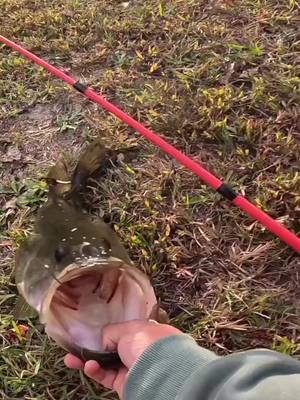 A post by @adubfishing on TikTok caption: Livebait is a cheat code I swear 😂😂😂🎣 #fishing #bassfishing #fishtok #fyp #fish 