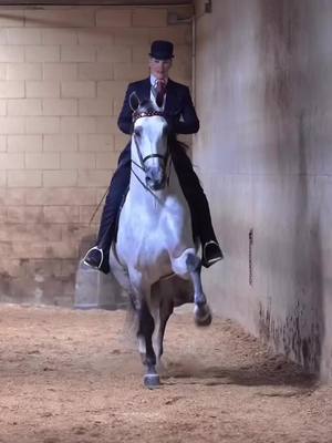 A post by @morganmoore031 on TikTok caption: National champion Campero!  #andalusian #purarazaespañola #andalusianstallion #baroque #whitehorse #saddleseat