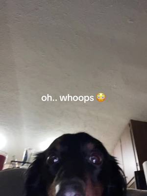 A post by @sadiesanford on TikTok caption: milo said he didn’t make this… #like #fyp #dog #daschund 