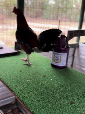 A post by @robinson_gamefarm on TikTok