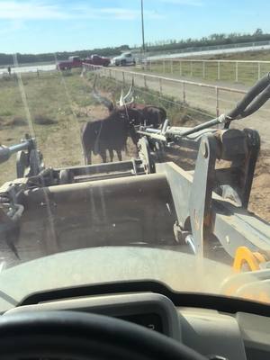 A post by @outdootmans99 on TikTok caption: #fyp#farmerlife#aglifestyle#workinglife#ranchlife#ranchlife4ever#aglifethebestlife#countryboy#jcbloader#cattle