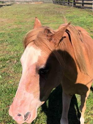 A post by @brennahardin1 on TikTok caption: Oh sweet boy ❤️ all he wanted to do was follow me during his photoshoot today. #foryourpage #staytuned #foryou #tedlasso #guaranteedroses #amhr #aspc #forsale #photography  #photoshoot 