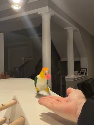 A post by @hubertthebird on TikTok caption: I can fetch and gwt pistachios #funnybird #pets #foryoupage #funnyvideos #funnyparrot #playfetch #bird #caique 