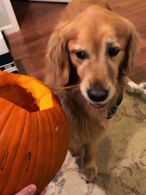 A post by @brewski.o on TikTok caption: In honor of spooky season being over 🎃 #fyp #dogsoftiktok 