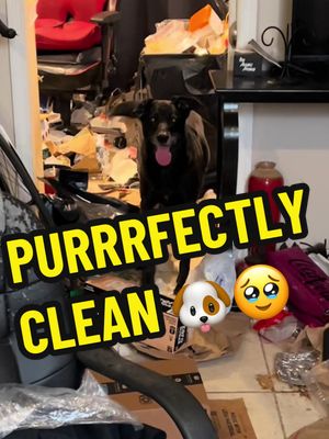 A post by @aurikatariina on TikTok caption: Purrrfectly clean!! 🐶 #makeover #housecleaning #beforeandafter #dog