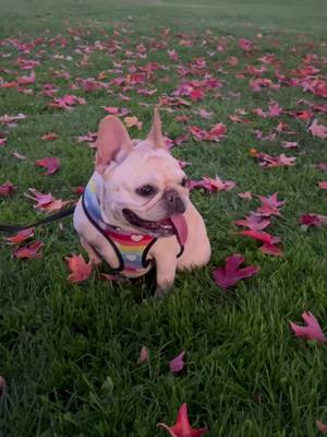 A post by @ruthiethefrenchbulldog on TikTok caption: Some fall things #fall #autmn #october #november #shabbat #frenchie #frenchbulldog #centralpark #nyc #nj #md #pa #de #puppy #life #recap