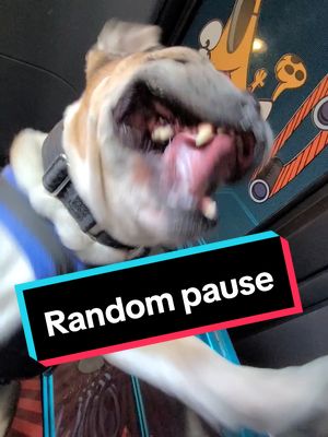 A post by @frankiebulldog on TikTok caption: Random pause the video #funnydogs #frankiebulldog #bulldog 