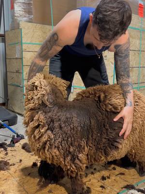 A post by @rightchoiceshearing on TikTok caption: Half of a Haircut  I promise the sheep don't care what it looks like, they're just happy for the relief